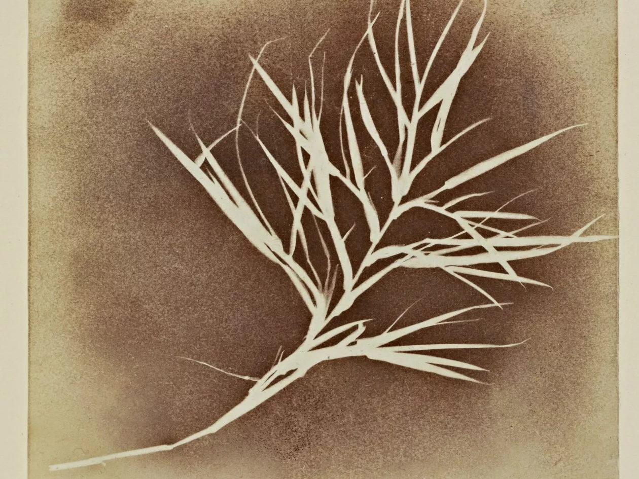 William Henry Fox Talbot Photogenic Drawing of a Plant Meister Drucke 20114