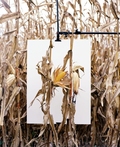 Monsanto